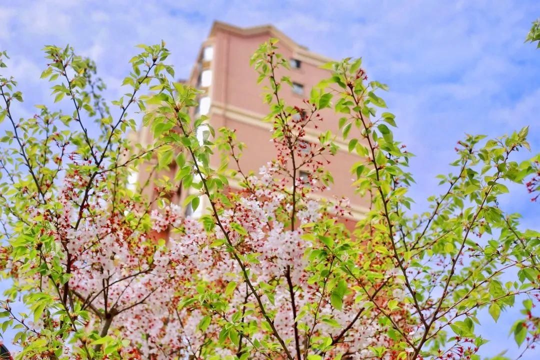 【“摄”会人】人间芳菲四月天 这是属于樱花的季节