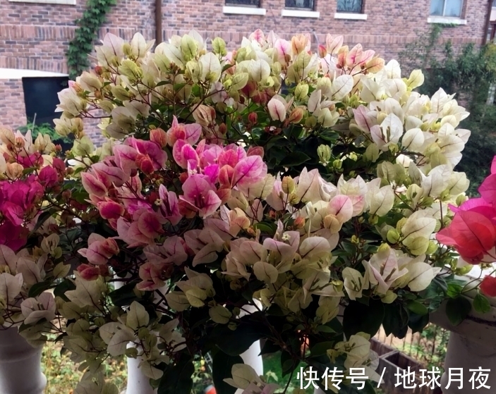 肥料|冬天别冷落了三角梅,做好3步,来年狂长新芽,爆花大半年!