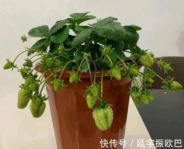 养花其实很简单,用点促花“神器”,花开艳丽又多姿,非常漂亮