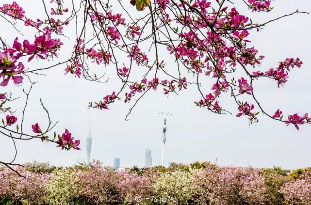 赏花不一定要去武汉婺源，广州海珠湿地紫荆花带浪漫梦幻，太美了