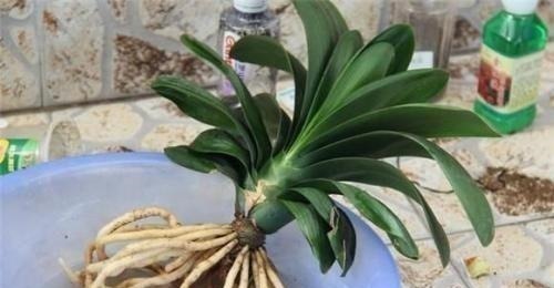君子兰|养君子兰,“深盆”好,还是“浅盆”好选错了,不长叶,难开花!