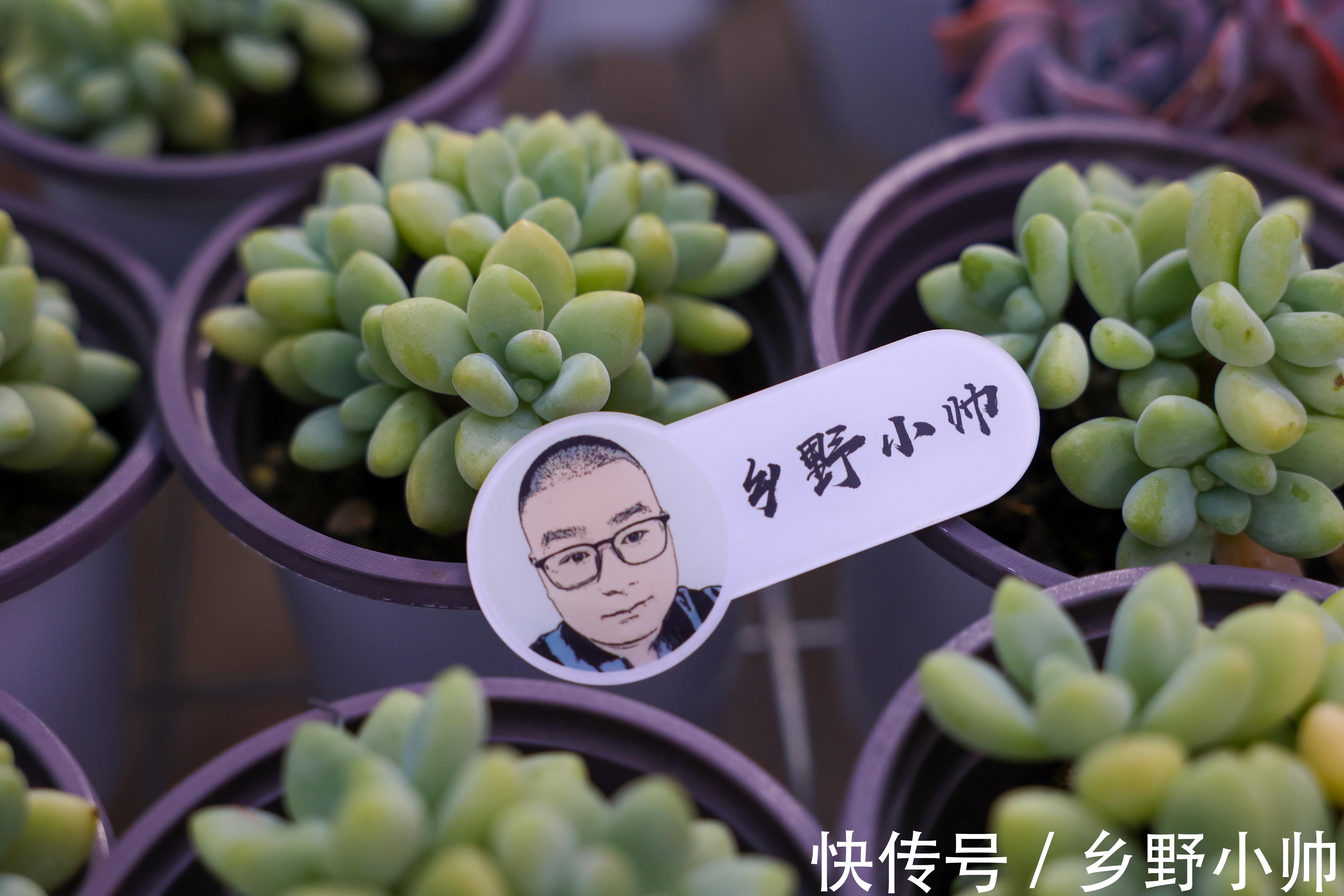 秋季不断更,小帅介绍两款高颜值多肉,惊喜多多