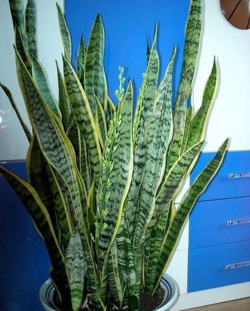 虎皮兰盆里放2种东西,小芽满处钻,叶子坚硬还翠绿