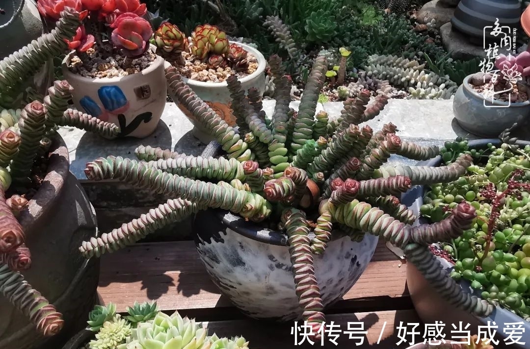 治愈之“肉”:愿所有的养肉人都被这些“胖子们”治愈