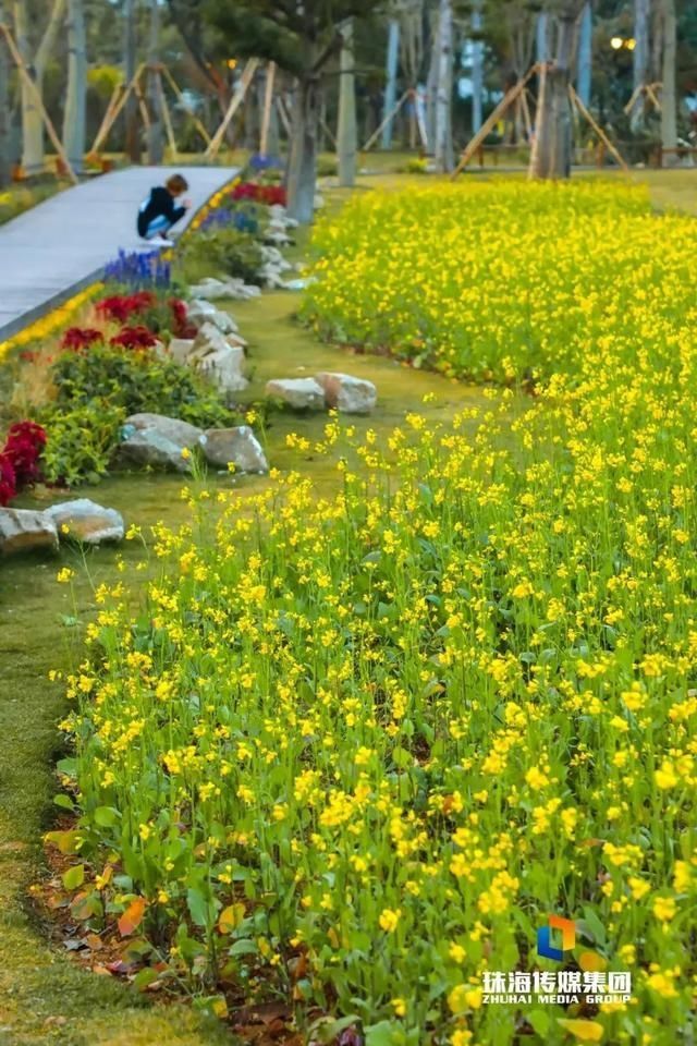 太养眼！茶花廊道、波斯菊花海、勒杜鹃廊道…海天公园上新啦