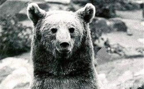 工资|史上唯一当过兵的熊，有二等兵军衔和工资，几百斤炮弹扛起就跑