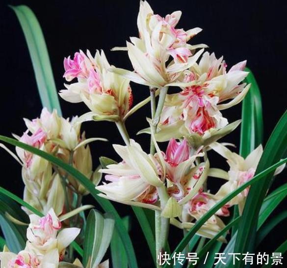想要建兰一年多次开花?牢记3个要点,可以多季节开花