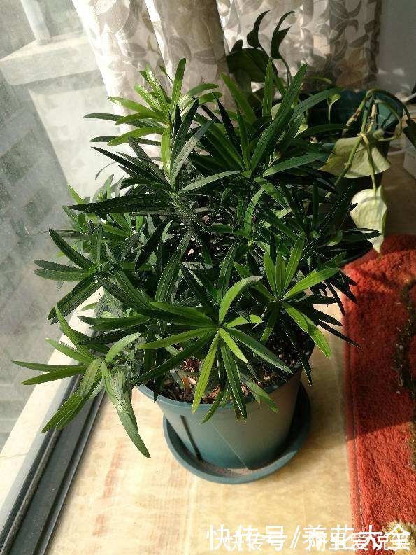 罗汉松|家里有老人,就养一盆罗汉松,寓意健康长寿