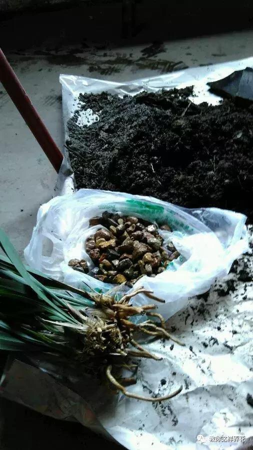 换盆不修根,等于白换,再怎么换也不好使!