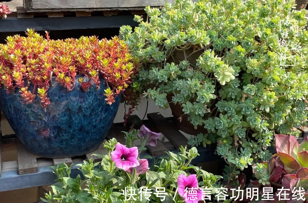 最美四月天,去杨姐的屋顶花园,赴一场花约!