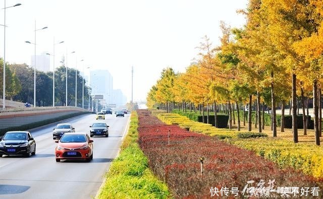 处处|满城处处是风景 从来银杏不负秋