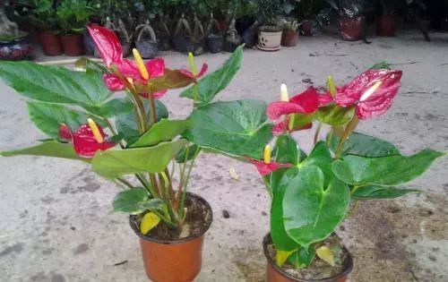 扦插|什么黄豆水、淘米水都不如“这种水”,10天浇一次,叶绿花更旺