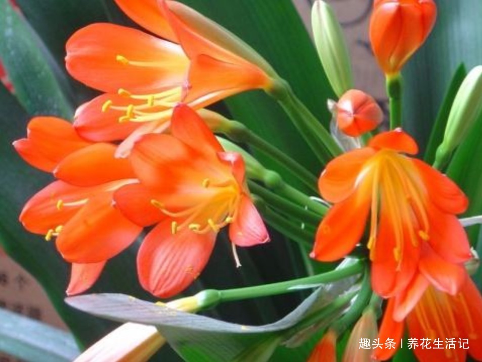 君子兰生长慢，巧用“2点”养护方法，根系壮叶子绿！