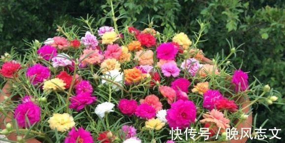 它叫“半枝莲”,开花似“牡丹”,撒一把种,开一片“五彩花”!