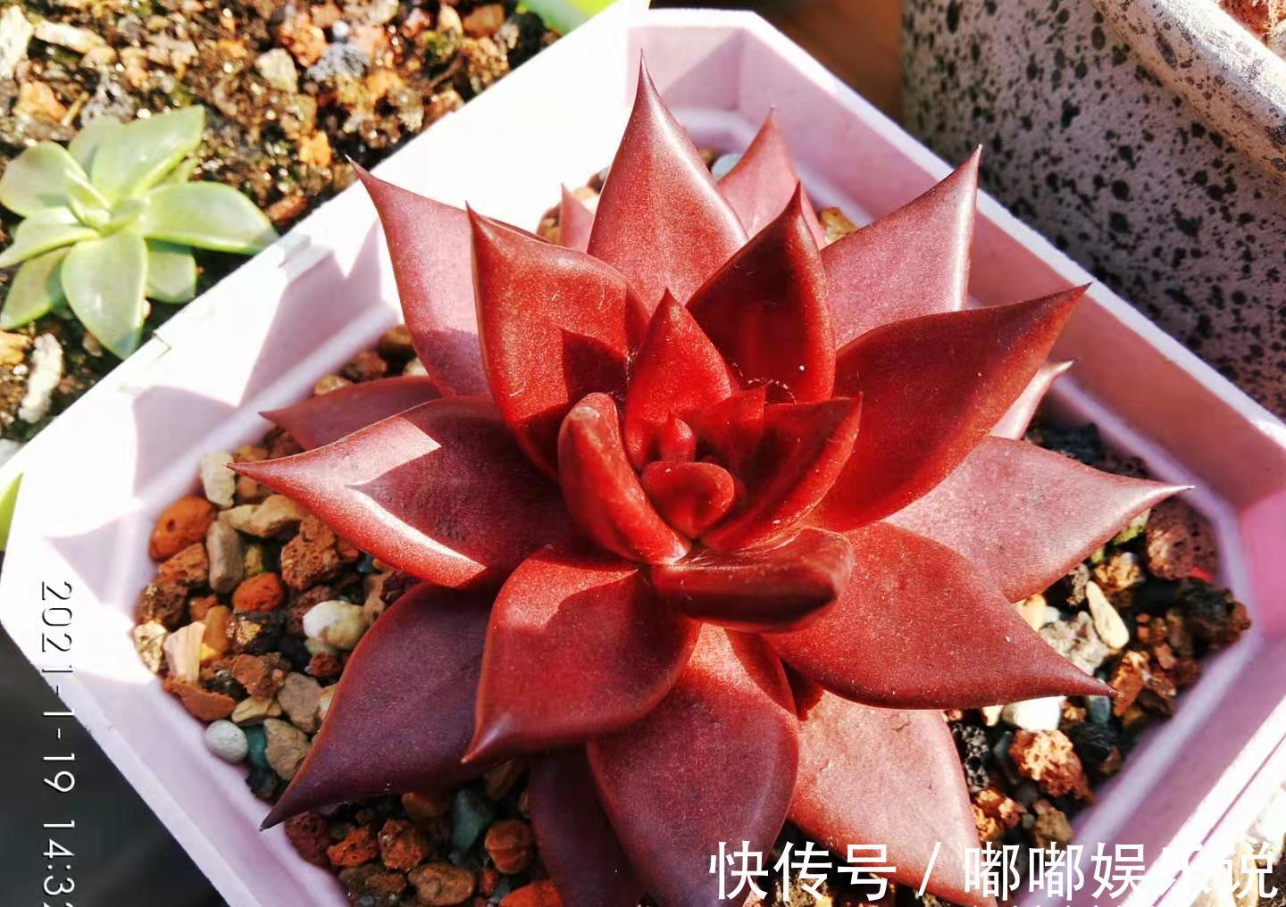 罗密欧|叶片四季皆红的多肉罗宾，不管你说它好不好养，反正我是觉得好养