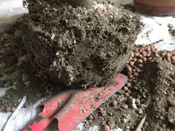 蟹爪兰|长寿花换盆，切忌越换越大，一直用小盆养才好！