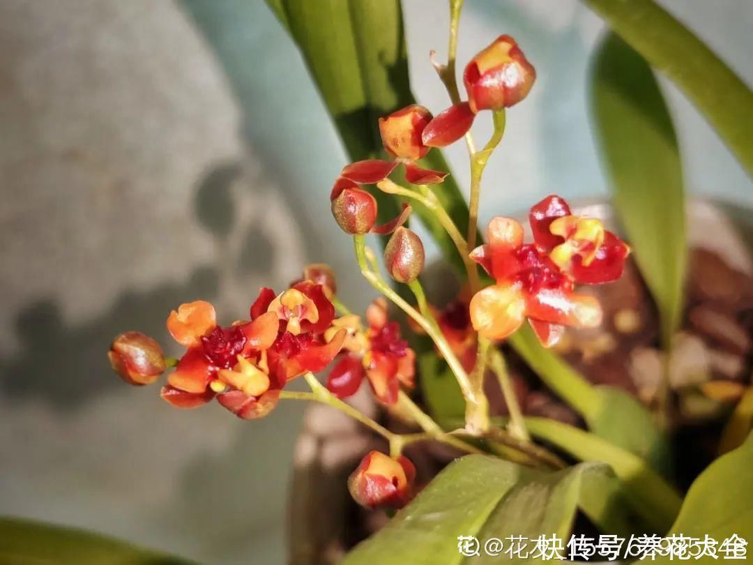 半个月|半个月没太阳,给花开浴霸补光,竟然开了300朵