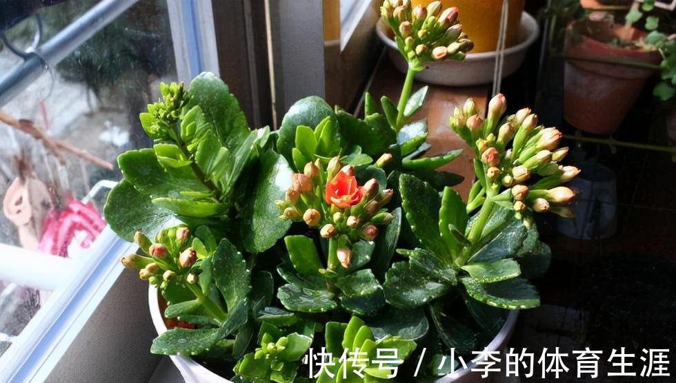 龙骨|9种花好养又吉祥,却是“穷苦命”,小盆少水多晒晒,反而长得旺