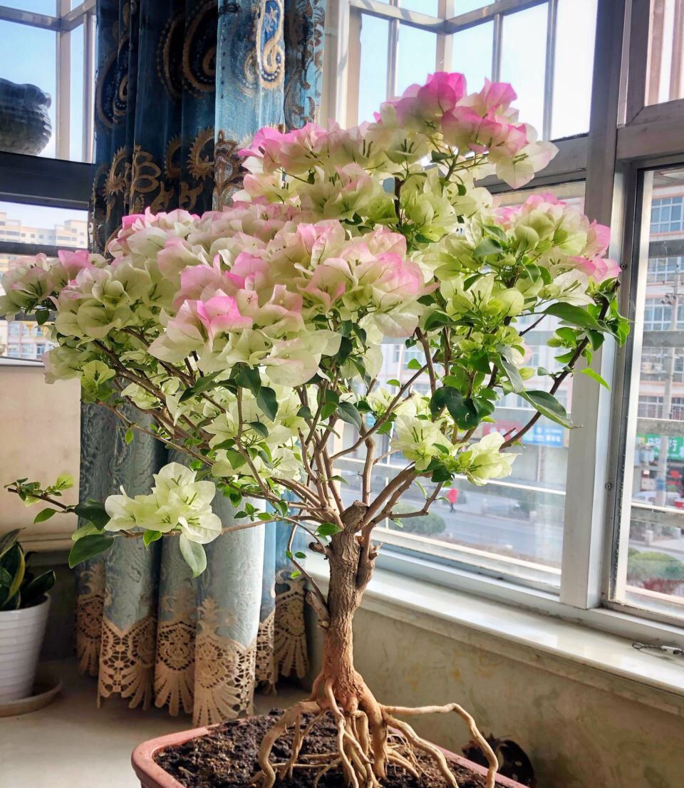 养了10年的三角梅,一年“修剪”5、6次,变成“老桩”盆景