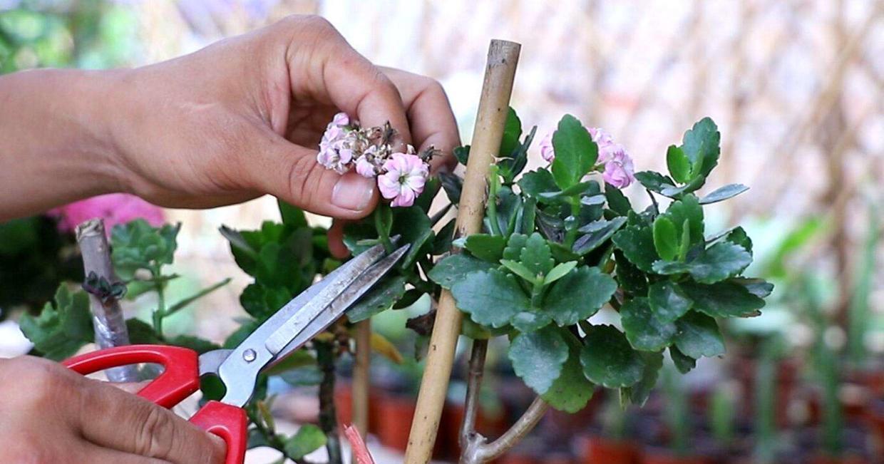 秋季|立秋后养花，该掌握住哪些技巧？明确这些，植物长势更旺