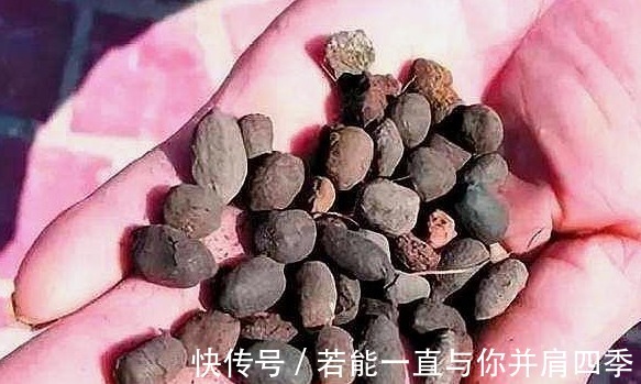 养三角梅，1把“黑球”撒土里，枝条一下“窜2米”，开花1000朵！