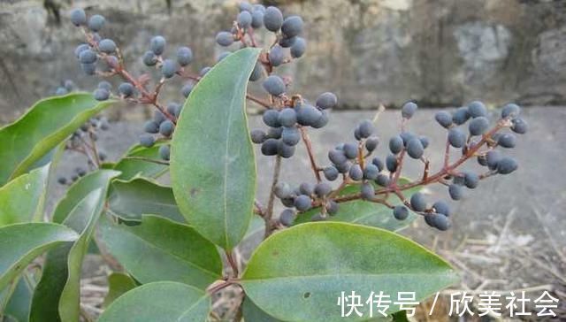 女贞子|它是养肝明目“特效药”,路边很常见,遇到别错过