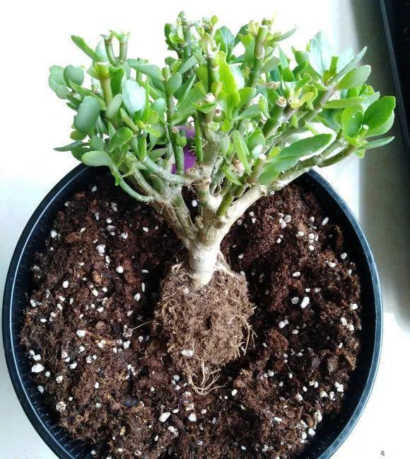 蟹爪兰|长寿花换盆，切忌越换越大，一直用小盆养才好！