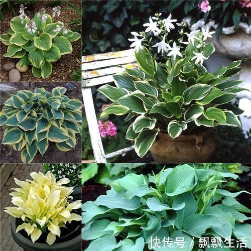 花友|她家从不养绿萝,就养4种“颜值花”,叶子比花还好看