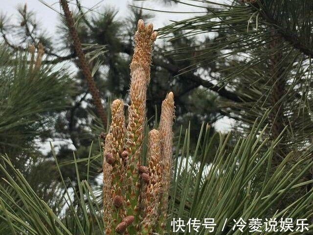 强身健体|农村路边常见的“长寿树”,是糖尿病患者的天然“保健品