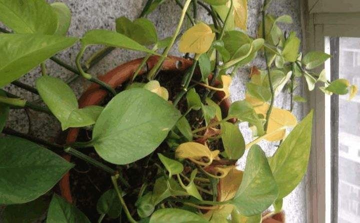 绿萝也要补营养,浇水的时候加一点,叶子不黄有精神!