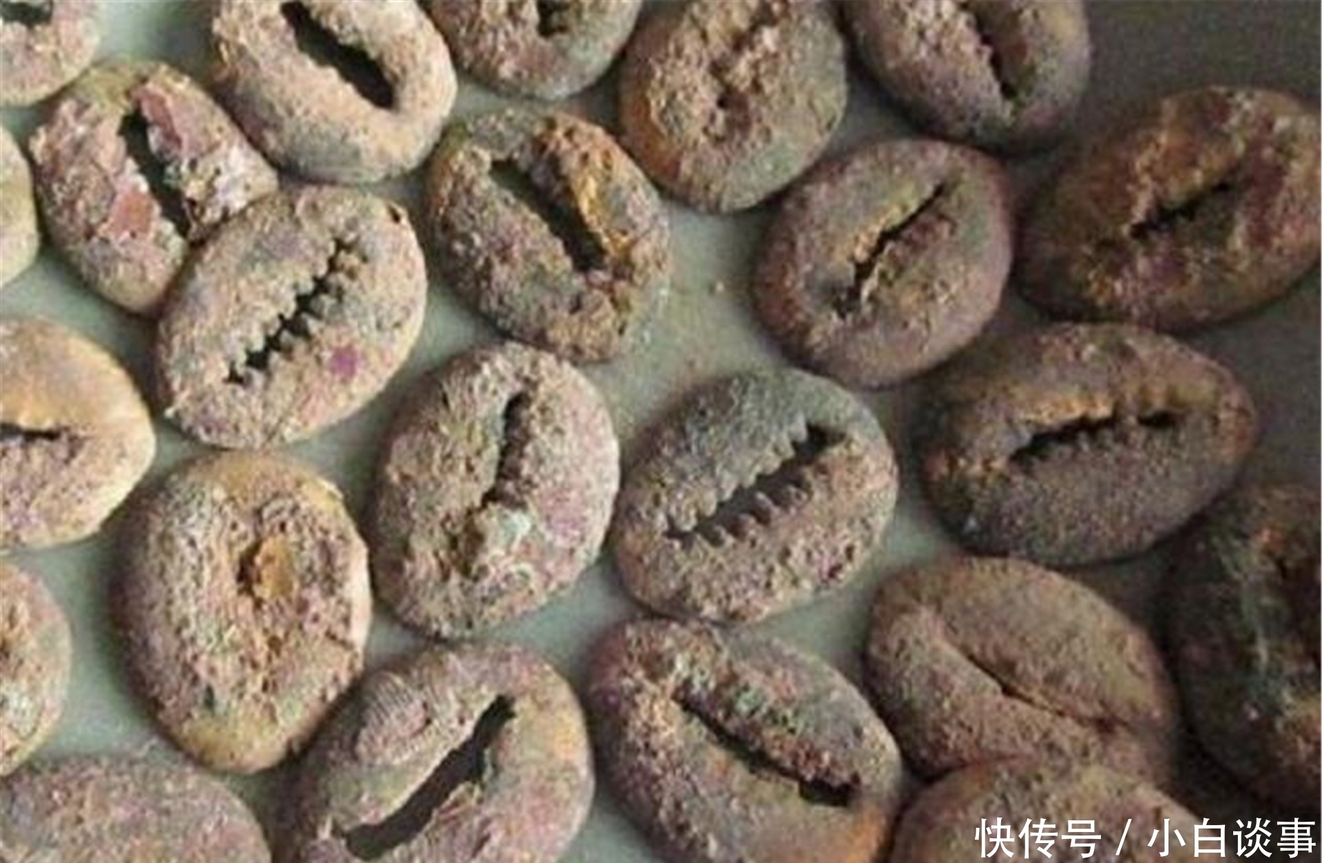 货币|古时候贝壳是货币,为何人们不去多捡点贝壳,让自己成为有钱人