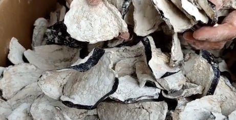 立秋后，遇到这菜多囤些，老方法放1年不坏，春节蒸包子炖肉特香