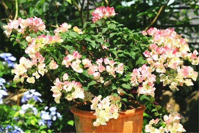 三角梅大苗、小苗养护不一样,开花期间关注侧重点也不同