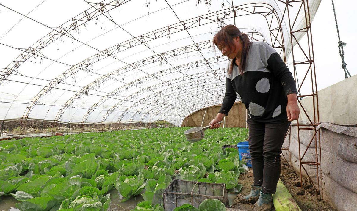 炒菜前必须要焯水的3种蔬菜,千万别嫌焯水麻烦,当心有害于健康
