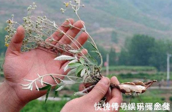根部|这种野草全身都是宝,嫩茎是野菜根部能生吃,价值高你见过吗?