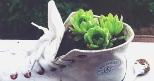 养花还在买花盆学会一招,再不用多花一分钱,一捡一大堆