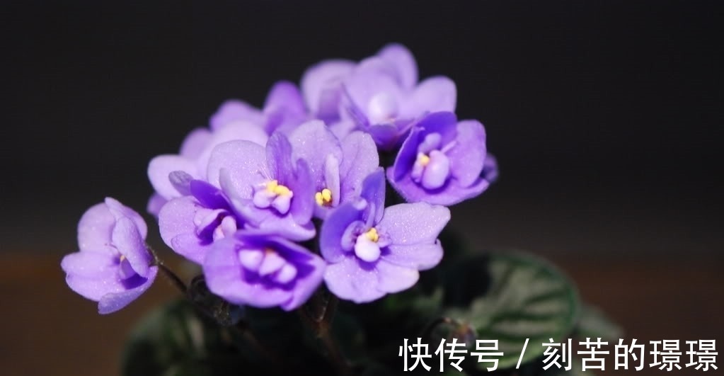 花卉|这种盆栽花卉美丽又高雅,花型简单而又美艳,是易爆盆的盆栽佳品