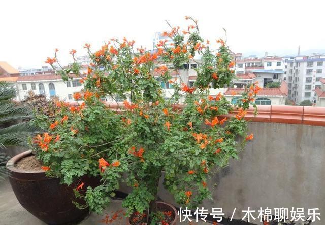 熟悉而陌生的“凌霄花”，掐个枝埋花盆，几年吃掉你的房，太猖狂