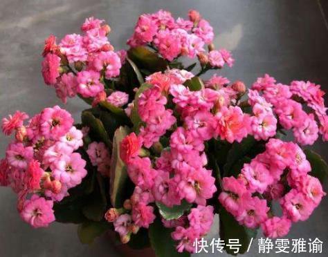 长寿花“嫁接”开花多,几个“关键点”要注意,不然后期问题多!