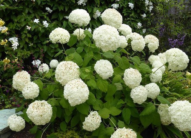 绣球花|托尼老师教您修剪绣球花,记住简单两点,拿剪刀的手再也不抖啦