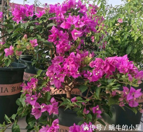 花卉|懂行的人冬天坚决不买三种花,冬天都不会买,白给也不要