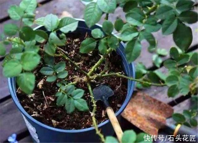 用“木屑”养花是宝贝，但是一定要提前做好“1步”，才能用