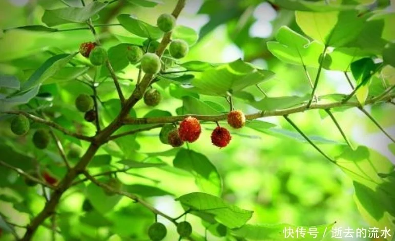 构树的叶子，是一种天赐民间的中草药