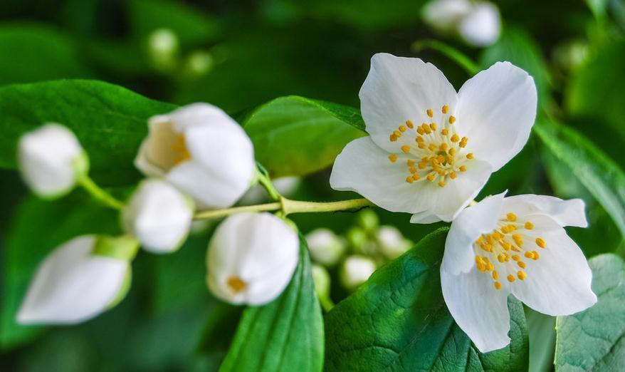 茉莉养不好,注意这4个要点,枝繁叶茂花大又香,少烂根黄叶