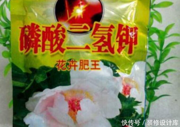 此1种花,花期超长,能开9个月,养一盆天天有花看