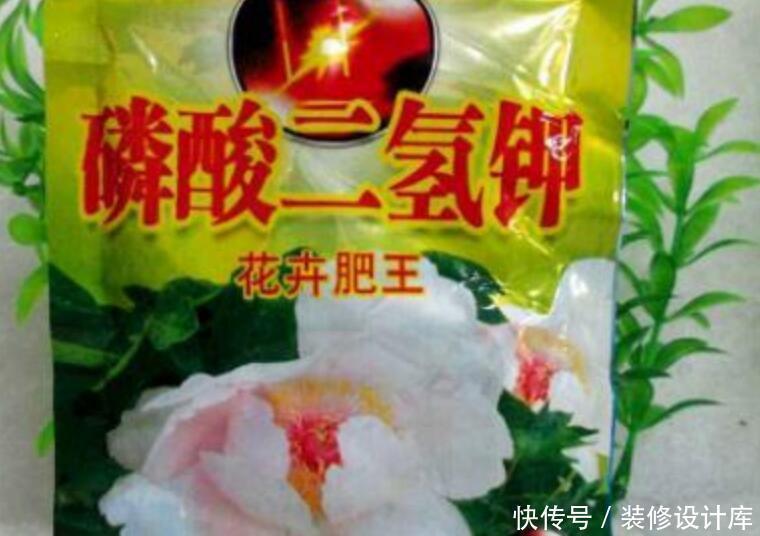 此1种花，花期超长，能开9个月，养一盆天天有花看