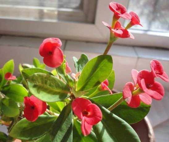 养花养个好看的,不仅开花好看,养护方法也不是很难