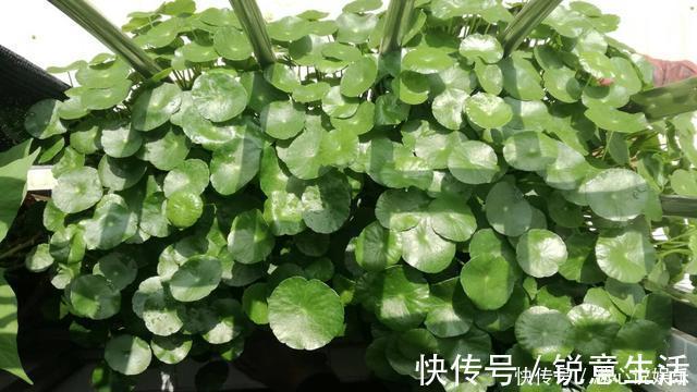 被列入黑名单的花，再便宜也不要！买花需要注意的几个情况