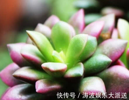 养花|多肉叶插不出芽掌握关键1点，生根出芽超快，轻松长满盆！