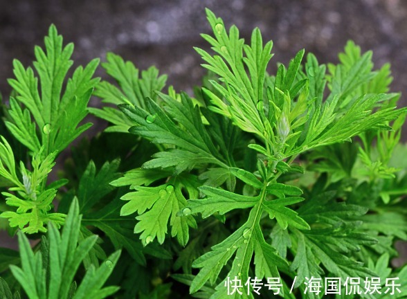 花期|养花不如养些菊花，此几款菊花漂亮又好养，芳香馥郁，绚烂多姿